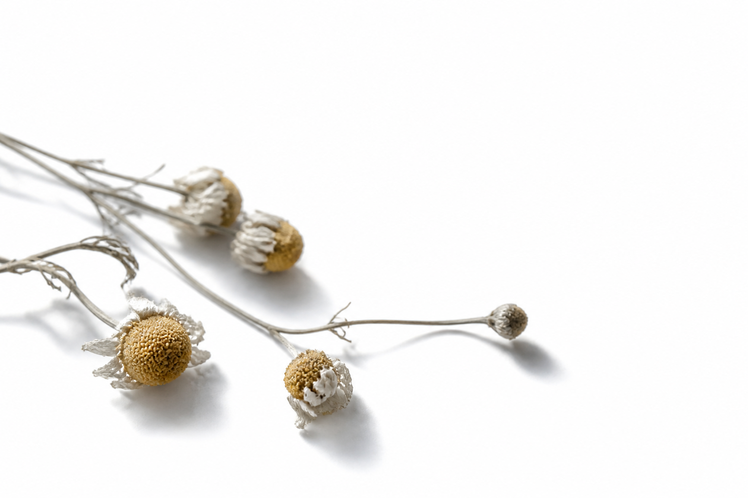 Dried Roman chamomile botanicals on white