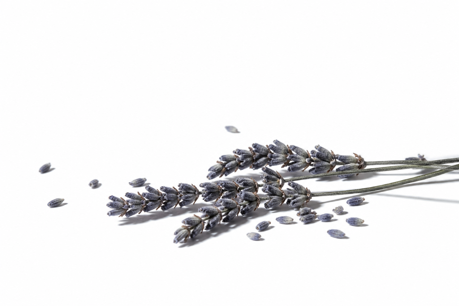 Dried lavender botanicals on white